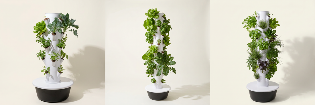 Greenly Grove Compact, Standard, and Tall vertical hydroponic tower systems side by side