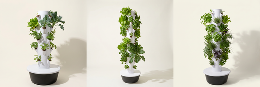 Greenly Grove Compact, Standard, and Tall vertical hydroponic tower systems side by side