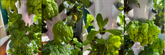 Fresh herbs and leafy greens growing in a Greenly Grove vertical hydroponic tower system