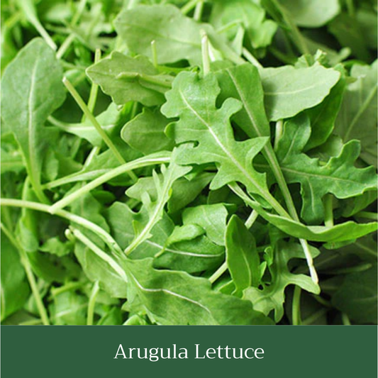 Wild Rocket Arugula Seed Pack