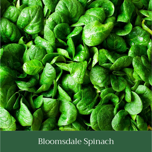 Bloomsdale Spinach Seed Pack