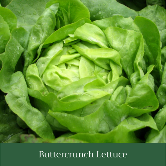 Buttercrunch Lettuce Seed Pack