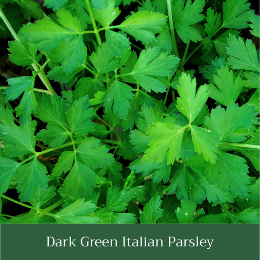 Italian Parsley Seed Pack