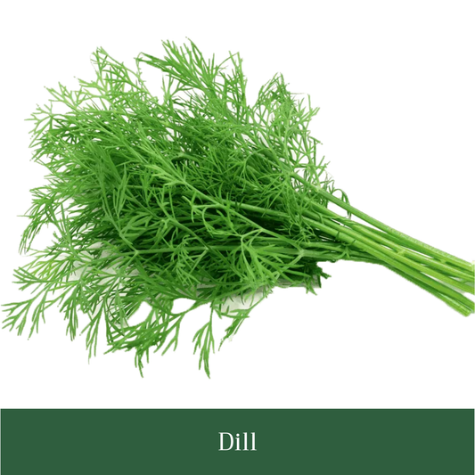 Bouquet Dill Seed Pack