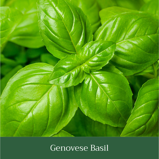 Genovese Basil Seed Pack