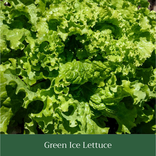Green Ice Lettuce Seed Pack