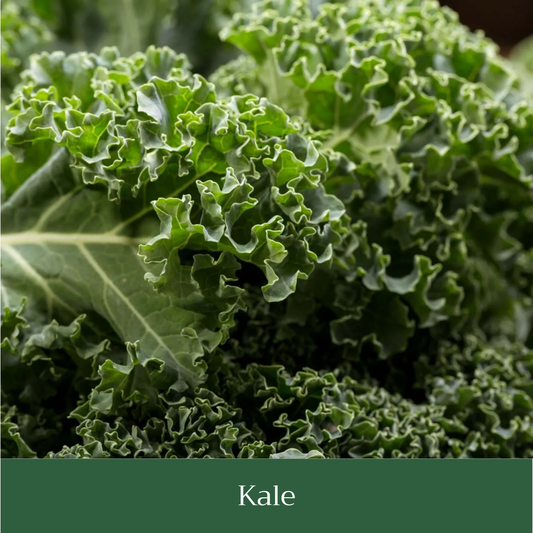 Vates Blue Curled Kale Seed Pack