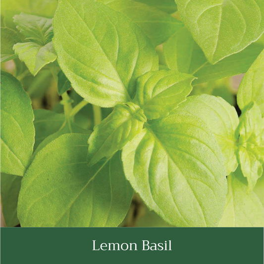 Lemon Basil Seed Pack