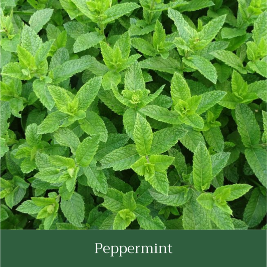 Peppermint Seed Pack
