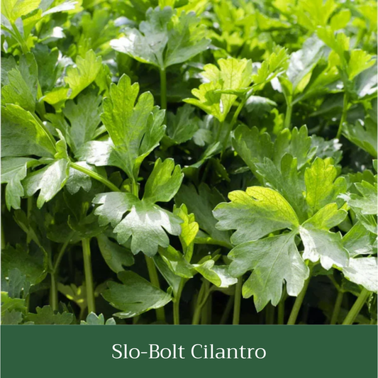 Slo-Bolt Cilantro Seed Pack